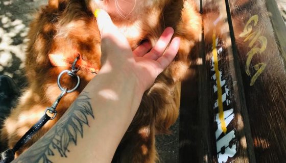 Van Edremit Doğa Pet Kliniği 