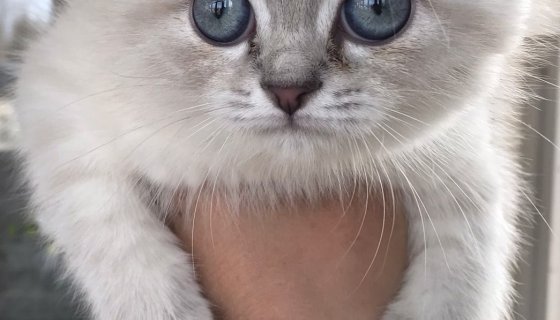 Van Kedi Köpek Oteli ve Kreşi