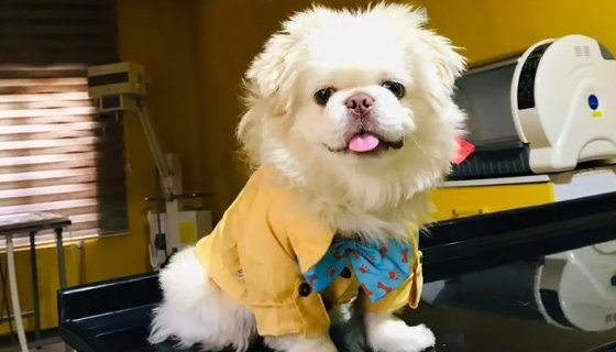 Van Pet Butik - Doğa Pet Kliniği Pet Butik