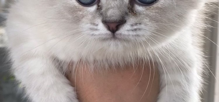 Van Edremit Kedi ve Köpek Oteli