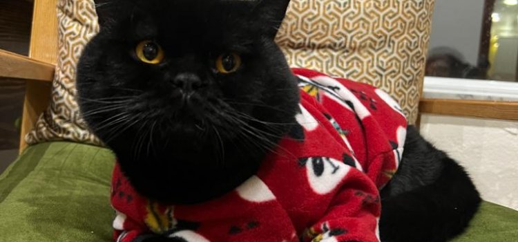 VAN EDREMİT KEDİ OTELİ