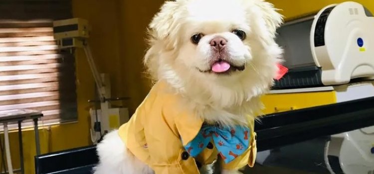 Van Pet Butik - Doğa Pet Veteriner Kliniği  Pet  Butik