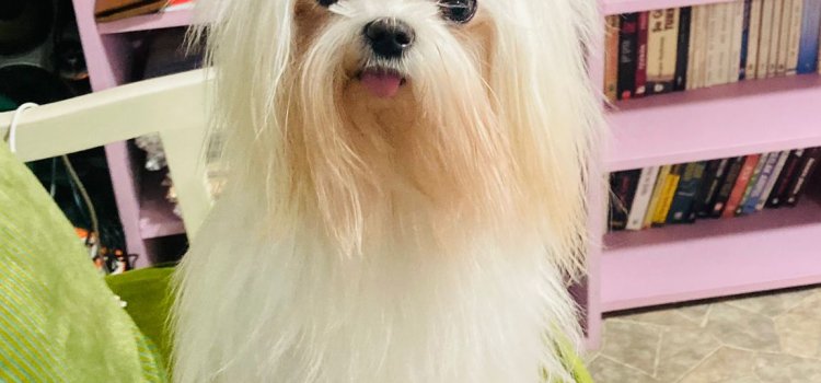 Van da Pet Kuaförü