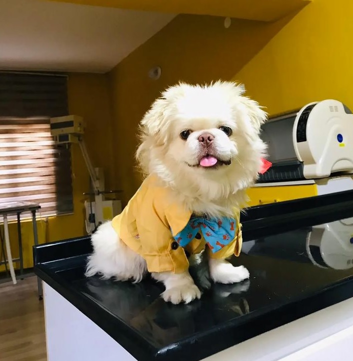 Van Pet Butik