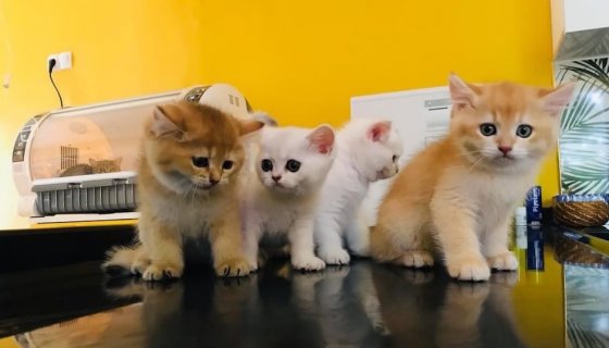 Doğa Pet Veteriner Kliniği Dublaj Video 