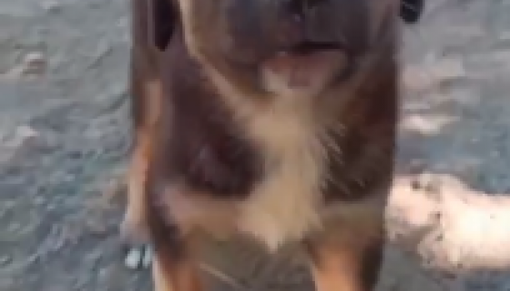 Hayatım Böyle On Numara 