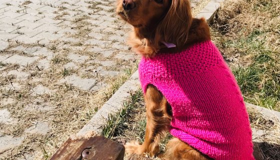 Van Edremit Veteriner Kliniği Bahçesi