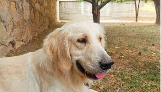 Van Doğa Pet Veteriner Kliniği Bahçe