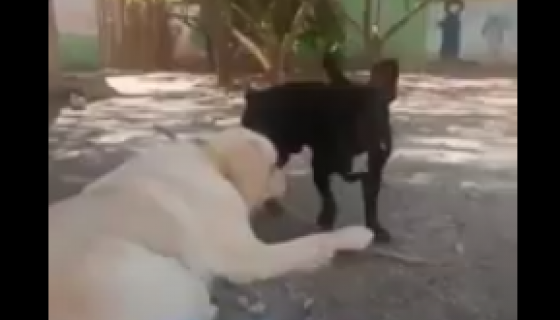 Van Doğa Pet Veteriner Kliniği Gece ve Efes