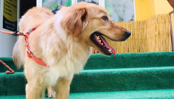 Doğa Pet Veteriner Kliniğimizden Videolar