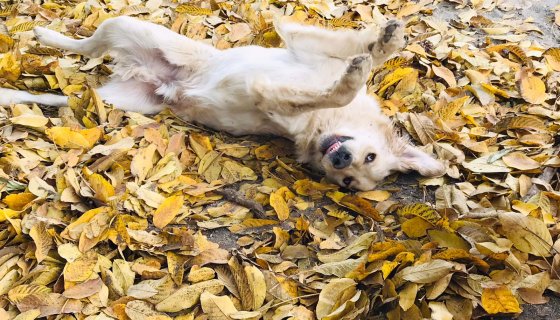 Van Köpek Oteli Bahçemizden Görünüm